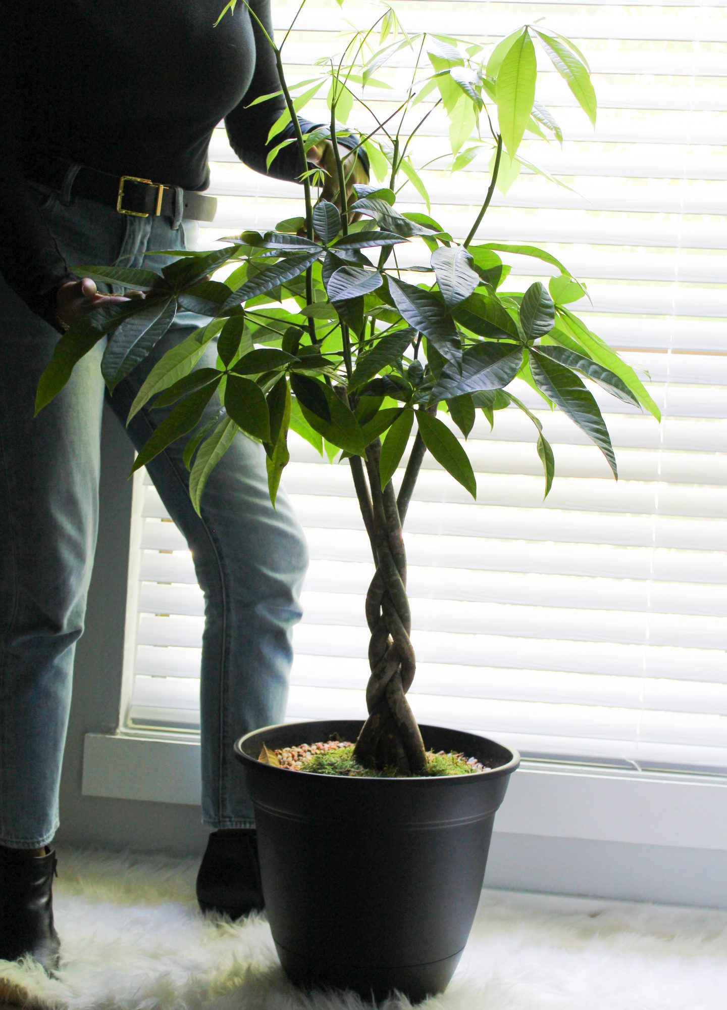 large money tree houseplant