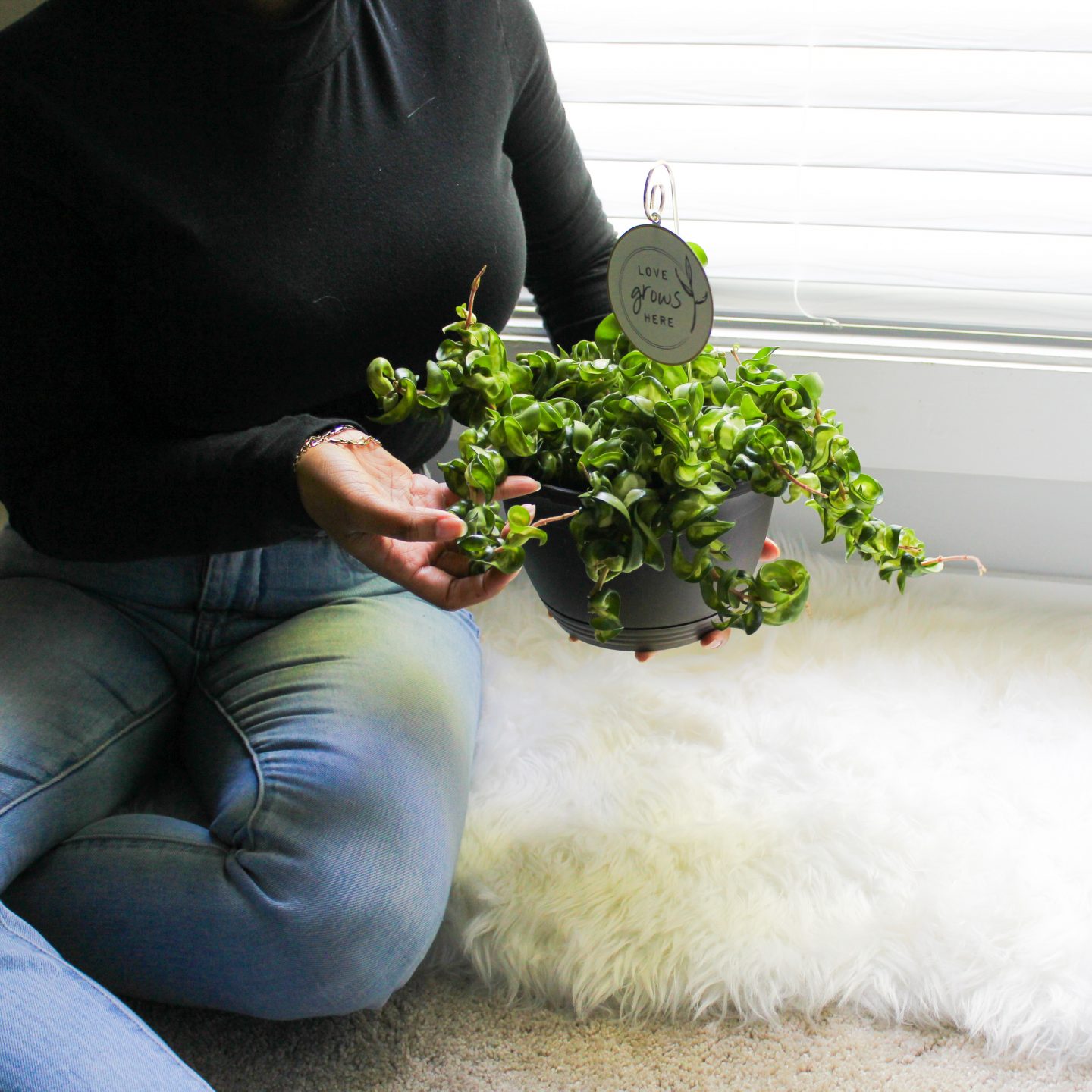 hindu rope hoya compacta houseplant