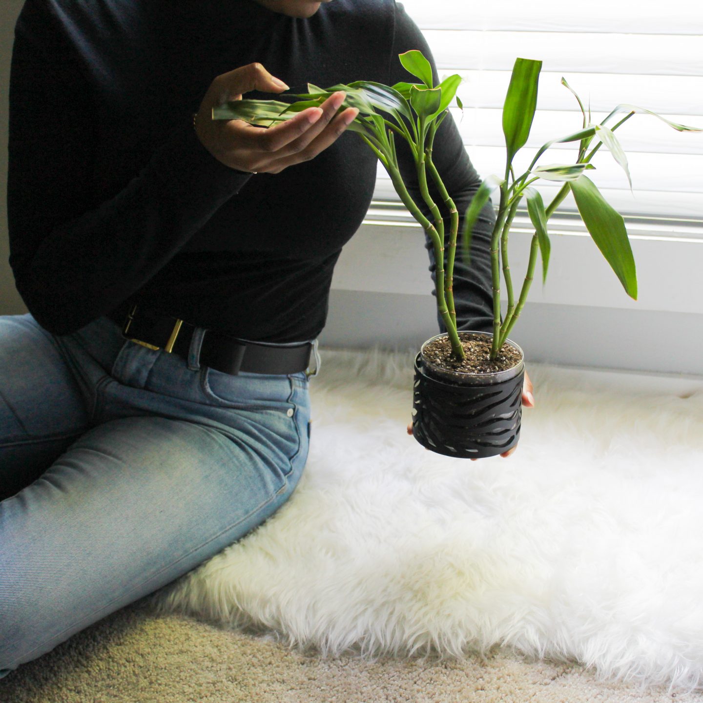 lucky bamboo houseplant