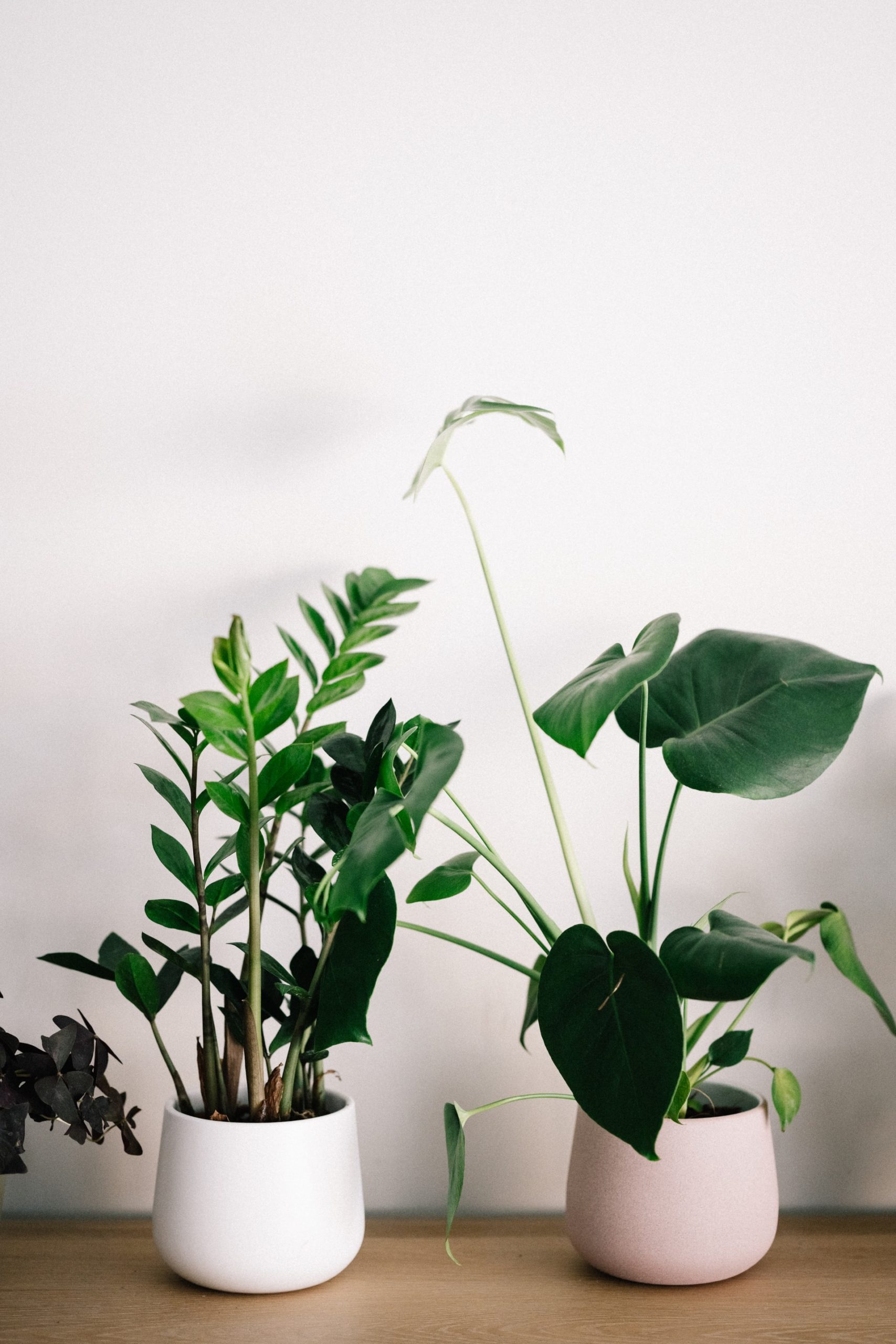 The Plant Lover Gift Guide