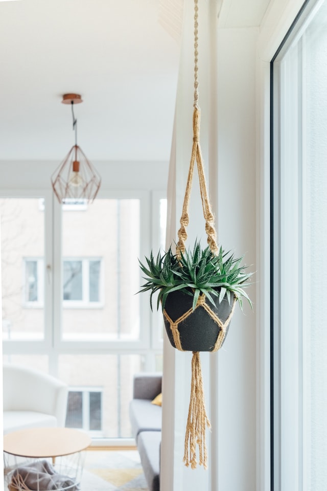 plant hanger for the plant lover